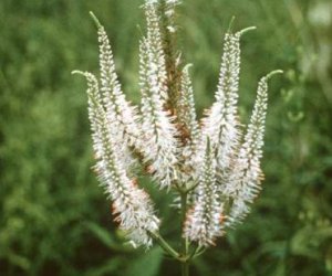 Black root tincture