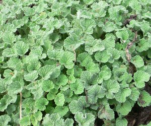 White Horehound herb tincture