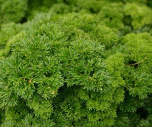 Parsley herb tincture