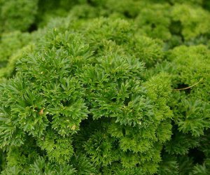 Parsley herb essential oil