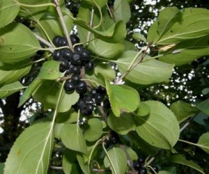 Buckthorn bark tincture