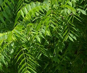 Black walnut leaf tincture