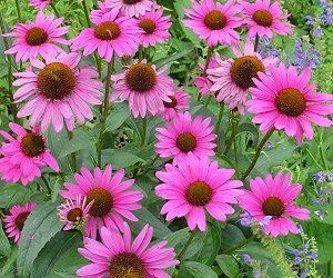 Coneflower root tincture