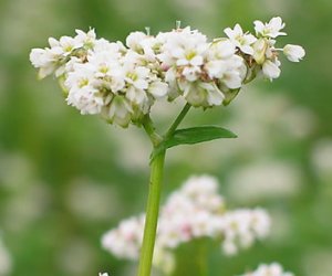 Buckwheat herb tincture