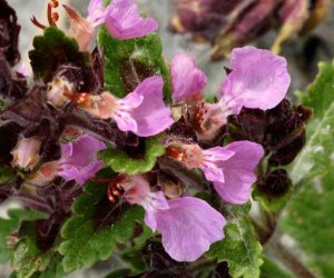 Germander herb tincture