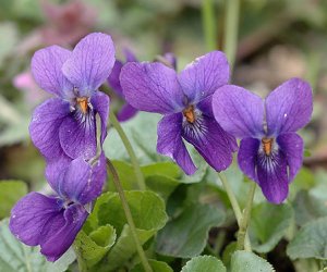 Sweet Violet leaf tincture