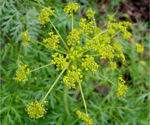 Lomatium root tincture