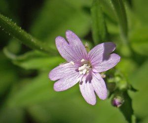 Small flowered willow herb tincture