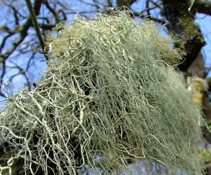 Usnea Lichen tincture