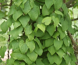 Chinese Wild Yam tincture