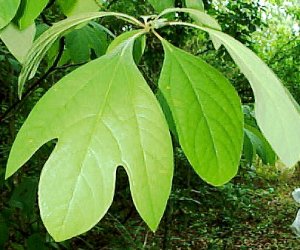 Sassafras root bark tincture