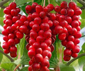 Schizandra berry tincture