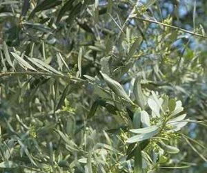 Olive leaf tincture