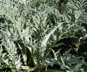 Artichoke leaf tincture