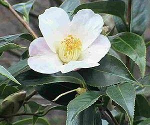 Green Tea Sencha tincture