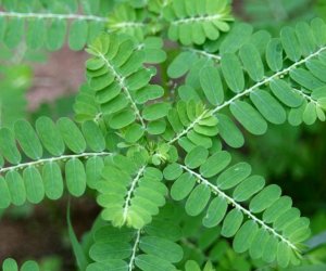 Chancapiedra tincture