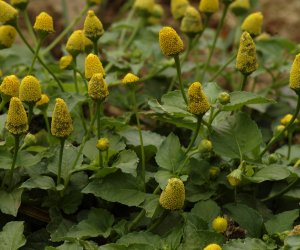 Spilanthes tincture