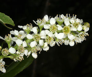 Wild Cherry bark tincture