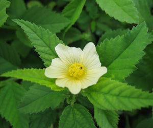Common Wireweed leaf tincture