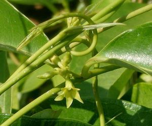 Cryptolepis root tincture