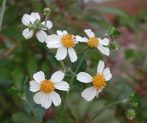 Amor Seco herb tincture