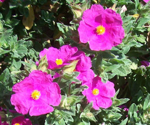 Rock Rose leaf powder