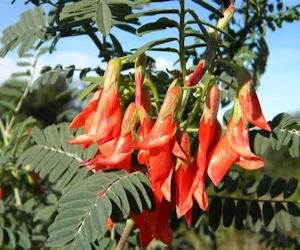 Sutherlandia herb tincture