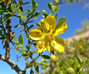 Chaparral leaf tincture