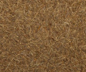 Cumin seed - whole