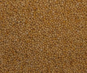 Mustard seed yellow - whole